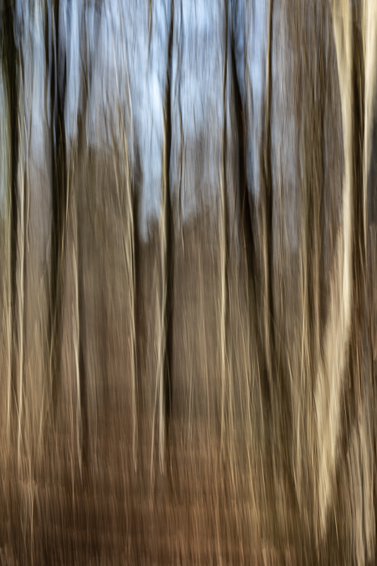 Abstrakt - Art - Color - DigitalArt - ICM - Kunst - Landschaft - ModernArt - Natur - Wald von Franco Tessarolo