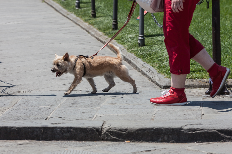 Frau - Hund - Italien - Mensch - Pisa - Rot - Schuhe - Street - Tier - Toskana von Franco Tessarolo