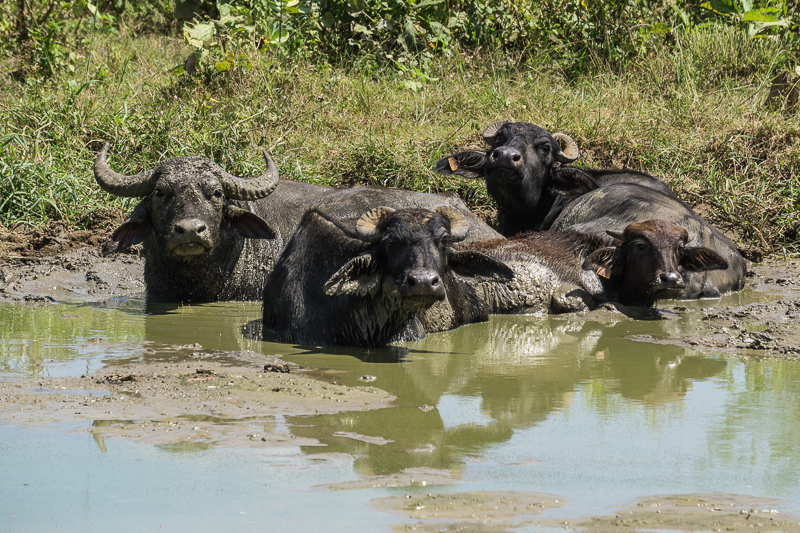 Asien - Sri Lanka - Tier - Udawalawa - Wasserbüffel           von Franco Tessarolo