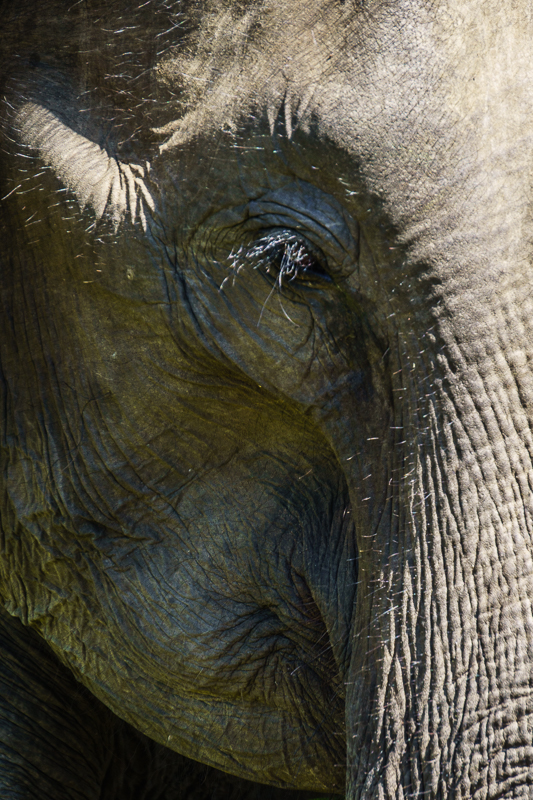 Asiatischer Elefant - Asien - Elefant - Sri Lanka - Tier - Udawalawa         von Franco Tessarolo