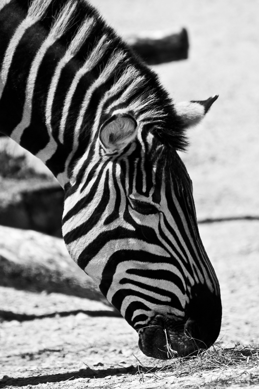 Monochrom - Tier - Zebra - Zoo - Zürich           von Franco Tessarolo
