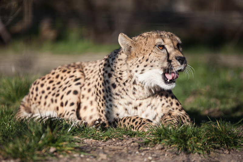 Basel - Gepard - Katze - Tier - Zoo           von Franco Tessarolo