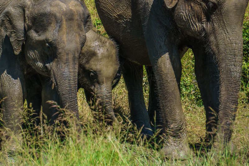 Asiatischer Elefant - Asien - Elefant - Sri Lanka - Tier - Udawalawa         von Franco Tessarolo