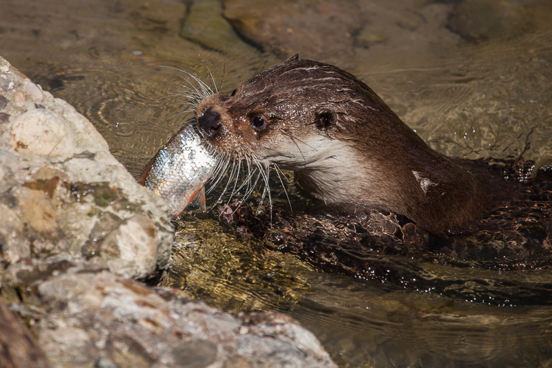 Arth-Goldau - Fischotter - Otter - Tier - Tierpark           von Franco Tessarolo